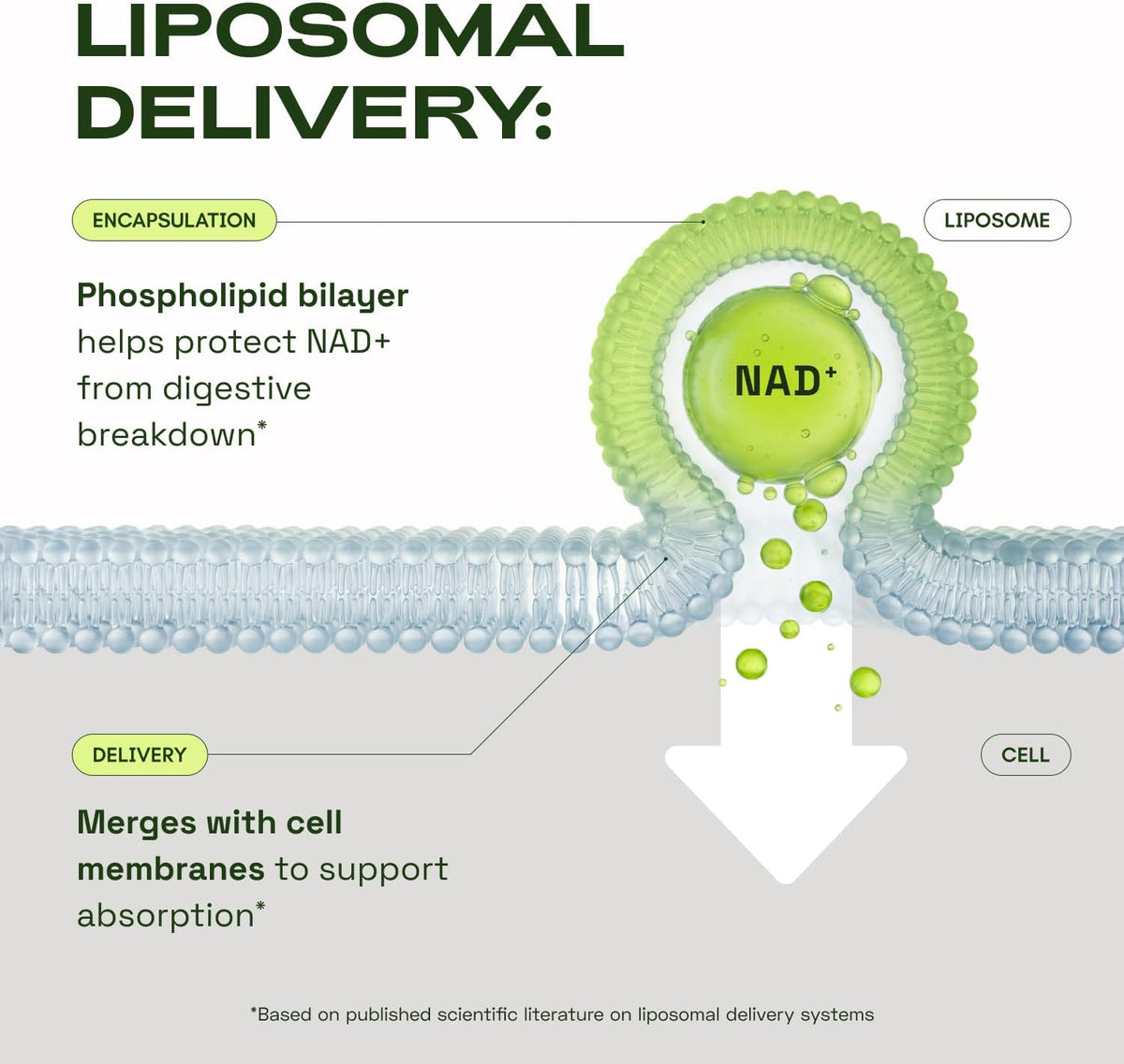 Liposomal NAD Supplement with Resveratrol